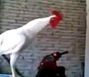Хохочущий китайский петух взорвал интернет