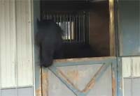 Побег лошади Марички из конюшни взорвал интернет