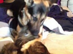 Видео с немецкой овчаркой взорвало Интернет