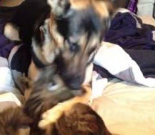 Видео с немецкой овчаркой взорвало Интернет