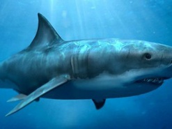 Акула из ТЦ "Ocean Plaza" завела аккаунт в Твиттере