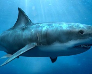 Акула из ТЦ "Ocean Plaza" завела аккаунт в Твиттере