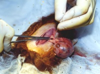 Хирург, наверное, не похмелялся?