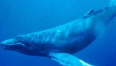 "Синий кит" в Харькове: 13-летняя девочка пыталась покончить с собой