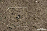 К поиску неизвестных предков человека подключили интернет-пользователей