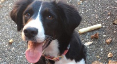 Zelda: Breath of the Wild помогла игроку пережить смерть любимой собаки