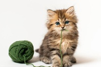 Самый милый котенок в мире покорил Интернет