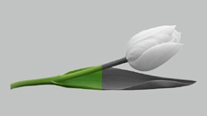 Как оставить на черно-белом фото лишь один яркий цвет?