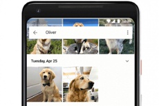 Google Photos научились распознавать собак и кошек