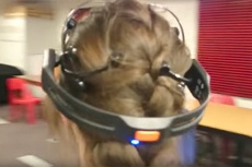 Названа главная опасность подключения мозга к интернету