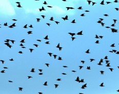 Достаточно ли быстро растет Twitter?