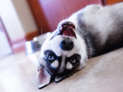 Собаки жуют смартфоны в отместку хозяевам