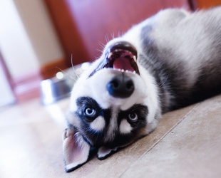 Собаки жуют смартфоны в отместку хозяевам