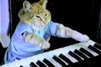 В Великобритании появилась вакансия специалиста по кошачьему видео