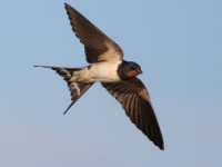 Первая ласточка  украинского е-бизнеса уже зарубежом