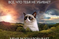 Демотиваторы и мемы с самым "угрюмым" котом Интернета