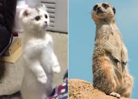 Котенок прославился в Интернете своей забавной позой мангуста