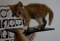 Фото огромного Sony Xperia ZU с маленьким котенком