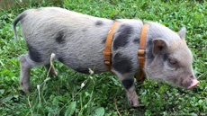 Немецкая полиция ищет похищенного поросенка с помощью Facebook