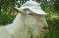 Создатели Goat Simulator взялись за новый проект