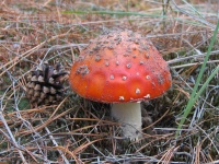 Веб тревога - начался "грибной" сезон отравлений