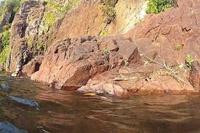 "Летающий" крокодил стал звездой Youtube