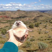 Ежик - путешественник покорил Интернет