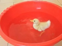 Утенок, который сушится феном, покорил Интернет