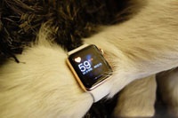 Китайский миллиардер подарил своей собаке золотые Apple Watch