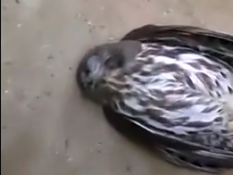 Сова стала зіркою YouTube