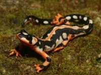 Интернет стал угрозой для вымирающих видов животных