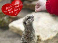 Самке мангуста подыскали самца на сайте знакомств