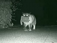 Преступления кота-клептомана засняли и выложили в инет (жесть)