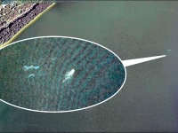 Фото Нэсси попало в Сеть