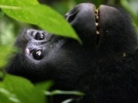 Пользователи соцсетей смогут "зафрендить" горилл