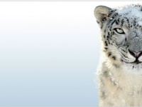 Безопасность Snow Leopard высока