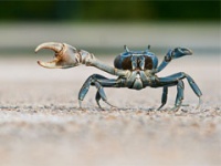 Рунетчики стали грамотнее, но остались верны своим порокам