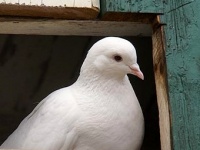 Голубиная почта оказалась быстрее интернета