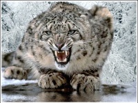 Вышло первое обновление для Mac OS X 10.6 Snow Leopard