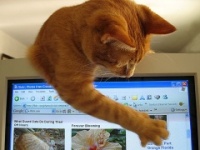 Кто нас раздражает в Сети? 14 типов интернетчиков