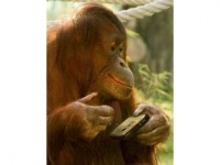 Орангутанг-фотограф завел профиль на Facebook