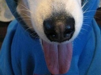 Павел Дуров показал спецслужбам собачий язык