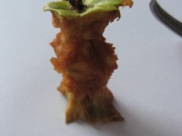 Австралийцы отсудили у Apple букву "i"