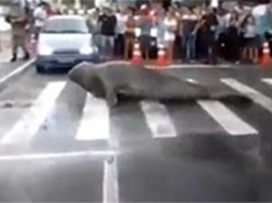 Морской лев перекрывший улицу стал звездой Youtube