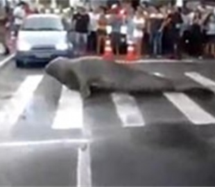 Морской лев перекрывший улицу стал звездой Youtube