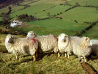 Британские овцы помогут улучшить доступ к интернету в сельской местности