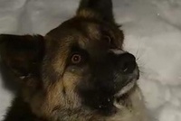 Милиция Киева проверяет интернет-деятельность охотников на собак