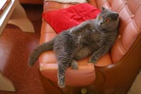 Шутники запустили сайт интим-знакомств для кошек