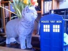 Котенок, сыгравший роль инопланетянина из "Доктора Кто", покорил Интернет