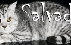 Новая звезда е-видео кот Сальвадор жжет